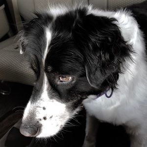 Meet your Posher, Darla